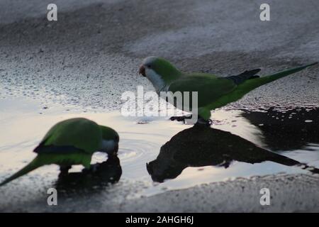 Myiopsitta monachus - vert oiseaux tropicaux Banque D'Images