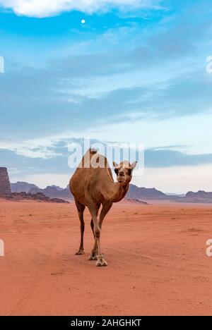 Le chameau, le désert de Wadi Rum, Jordanie Banque D'Images