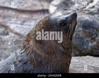 South American Fur Seal - Arctocephalus australis Banque D'Images