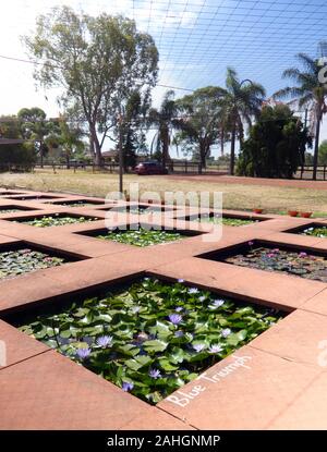 Water Lily farm, Swan Valley, Perth, Australie occidentale. Pas de PR Banque D'Images