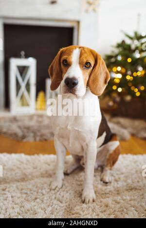 Chien Beagle couché sur un tapis dans la maison. Intérieur lumineux Banque D'Images