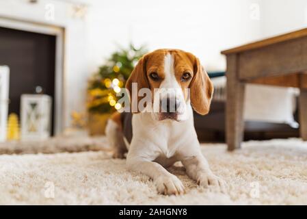 Chien Beagle couché sur un tapis dans la maison. Intérieur lumineux Banque D'Images