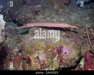 L'Atlantique ouest (poissons-Trompette Aulostomus maculatus) Banque D'Images