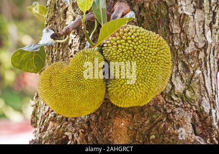 Jack fruit tree, portant le fruit de l'arbre Banque D'Images