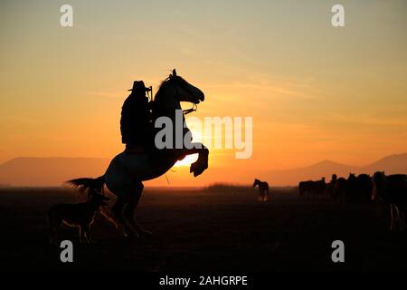 Cavalier et cheval caracolant. Vue au coucher du soleil. Cappadoce, Turquie Banque D'Images