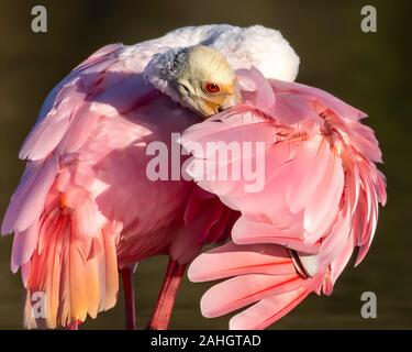 Close up d'un lissage roseate spoonbill Banque D'Images