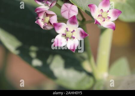 La Couronne pourpre ; fleurs ; Asclépiade indien géant Swallowwort gigantesque (Nom scientifique : Calotropis Gigantea ) Banque D'Images