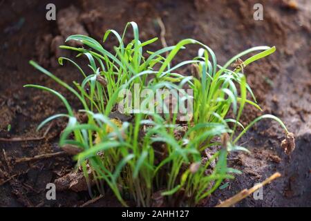 Petit Fenouil Vert plante poussant dans le sol pile.bulbe de fenouil en lit de jardin. Fenouil annuel, Florence ou bulbing de fenouil. Arrière-plan de jardinage, Close up Banque D'Images