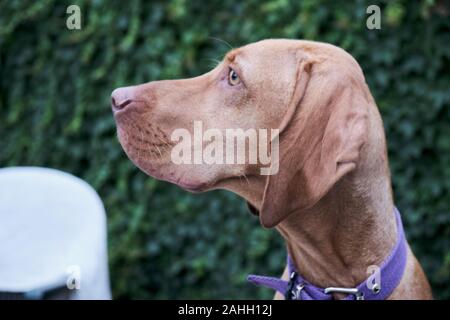 Portrait d'un petit chien chiot brun magyar Vizsla devint looking up Banque D'Images