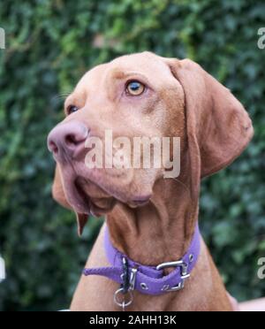 Portrait d'un petit chien chiot brun magyar Vizsla devint looking up Banque D'Images