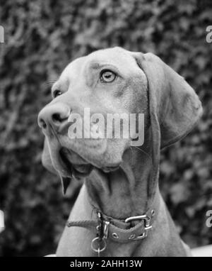 Portrait d'un petit chien chiot brun magyar Vizsla devint looking up Banque D'Images