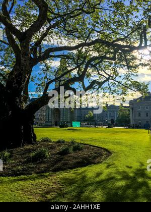 L'ancien arbre grandit sur le terrain de Irish College avec le bâtiment de collège en arrière-plan à Dublin, en Irlande. Banque D'Images