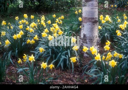 Les jonquilles (Narcissus) CROISSANT AUTOUR DE LA BASE DE L'ARBRE DANS LES BLUE MOUNTAINS, NEW SOUTH WALES, AUSTRALIE Banque D'Images