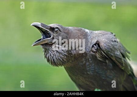 Grand corbeau (Corvus corax) appelant ou en coassant. Détail de la tête, avec des mandibules grandes ouvertes. Tour de Londres. L'histoire de l'Angleterre. Banque D'Images