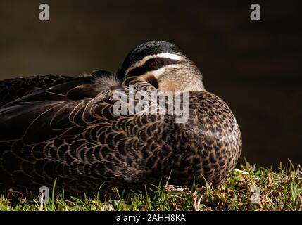 Canard à la tête sous une aile Banque D'Images