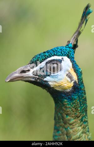 Paons vert (Pavo muticus) Portrait masculin Banque D'Images