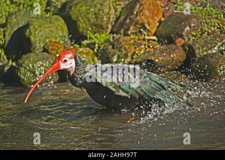 Le sud de l'Ibis chauve (Geronticus calvus). Le bain. Banque D'Images