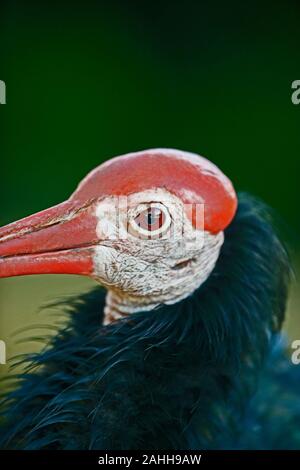 Le sud de l'Ibis chauve (Geronticus calvus). La tête. Détail du visage. Banque D'Images