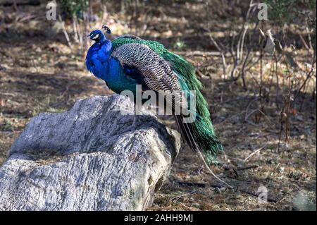 Un cadre coloré peackock debout sur un rocher, au milieu d'herbes séchées et les branches sans feuilles Banque D'Images