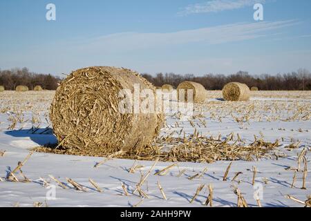 La texture du paysage vu de grosses balles de tiges de maïs dans un champ de ferme agricole rurale couverte de neige en hiver Banque D'Images