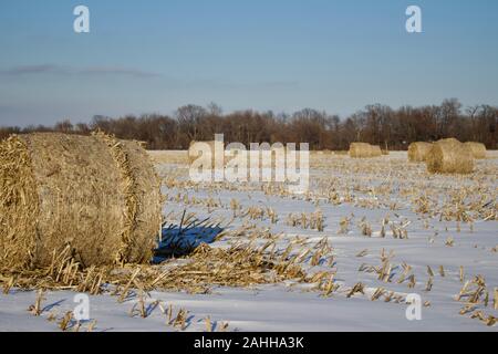 La texture du paysage vu de grosses balles de tiges de maïs dans un champ de ferme agricole rurale couverte de neige en hiver Banque D'Images