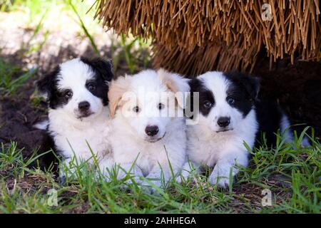 Trois chiots Border Collie, deux noir et blanc et un rouge et blanc, à la mignonne dans l'herbe. Banque D'Images