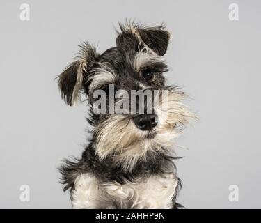 Schnauzer miniature, 5 mois, femme, Royaume-Uni. Banque D'Images