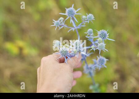 Le figuier bleu plante de guérison en prairie sauvage. Eryngium planum dans femme part, les herbes médicinales, saison d'été Banque D'Images