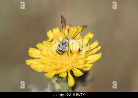 Hosenbiene Weibchen, Dasypoda hirtipes, femme Pantalon bee Banque D'Images