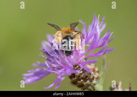 Hosenbiene Weibchen, Dasypoda hirtipes, femme Pantalon bee Banque D'Images