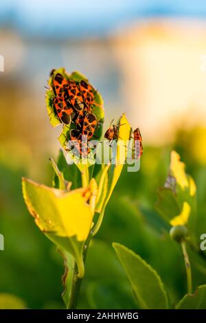 Colonie de firebugs Pyrrhocoris Apterus, nom latin sur vert feuille bush peu profondes, selective focus, macro image floue avec fond vert et jaune, Banque D'Images