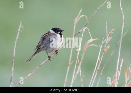 Maennchen Rohrammer Emberiza schoeniclus, homme, Reed Bunting Banque D'Images