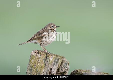 Anthus pratensis, Wiesenpieper, Meadow Pipit spioncelle Banque D'Images