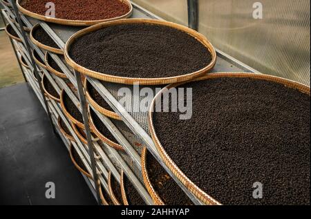 Noir et brun, poivre rouge séchage en séchoir ou fort sur plaques de reed sur le poivre noir plantation. Le séchage des grains de poivre noir et rouge Banque D'Images