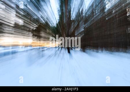 Paysage d'hiver forêt de pins couverts de givre au coucher du soleil. Abstract. Blur. Banque D'Images