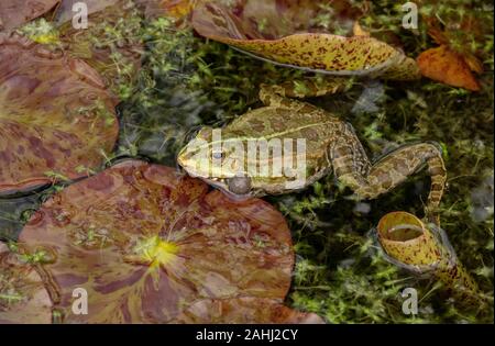 Pelophylax ridibundus grenouille des marais,, en saison de reproduction, à l'étang de jardin cultivé parmi des nénuphars. La Croatie. Banque D'Images