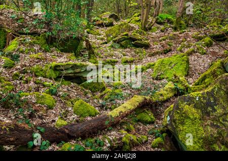 Envahis par les vestiges de l'exploitation en carrière dans les forêts anciennes de Bitholmes Bois, près de Wharncliffe, Eynesse, Huguenot fanatique, décide de le Sud du Yorkshire. Banque D'Images