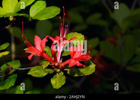 .Rare native red Plum Leaf aka azalea rhododendron prunifolium. Fleurit de juillet à septembre dans certaines régions de la Géorgie et de l'Alabama. Banque D'Images