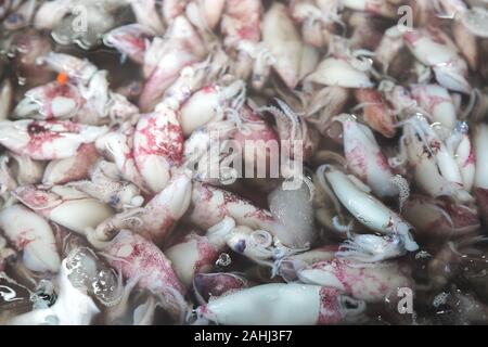 Groupe de squid mise dans l'eau avec de la glace pour vendre au cours du marché Banque D'Images