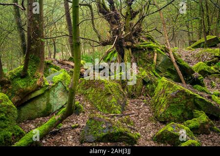 Envahis par les vestiges de l'exploitation en carrière dans les forêts anciennes de Bitholmes Bois, près de Wharncliffe, Eynesse, Huguenot fanatique, décide de le Sud du Yorkshire. Banque D'Images