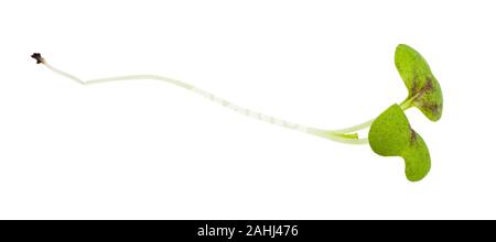 Brindille de moutarde cress vert frais isolé sur fond blanc Banque D'Images
