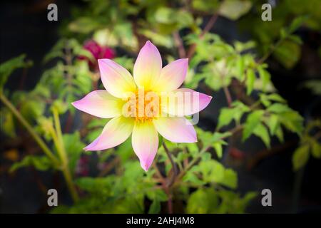 Trelyn Seryn Dahlia est un cultivar à fleurs simples seul qui finalement roule pétales dans une forme tubulaire Banque D'Images