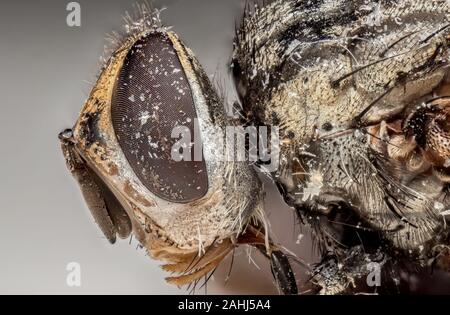 Photographie Macro de mouche morte sur fond isolé Banque D'Images