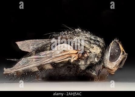 Photographie Macro de mouche morte isolé sur fond noir Banque D'Images