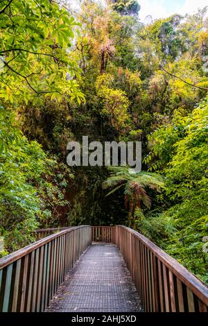 Raukuri Annif, Waitomo, Waikato, Nouvelle-Zélande Banque D'Images