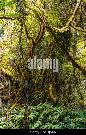 Raukuri Annif, Waitomo, Waikato, Nouvelle-Zélande Banque D'Images