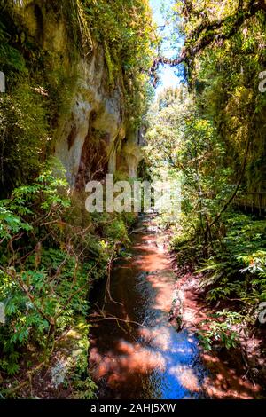 Raukuri Annif, Waitomo, Waikato, Nouvelle-Zélande Banque D'Images