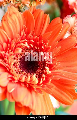 Focus sélectif d'un beau résumé d'une macro de couleur corail Gerbera Daisy avec de l'eau tombe sur un fond rose. Copie de l'espace pour votre texte. Haut Banque D'Images