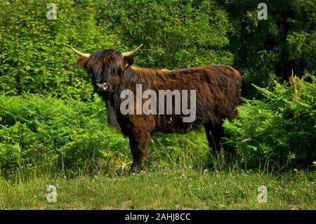 Highland cattle brun chocolat avec crème cornes debout dans bracken Banque D'Images