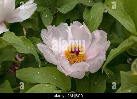 Ludlow's tree peony, Paeonia ludlowii, rose pâle. Banque D'Images